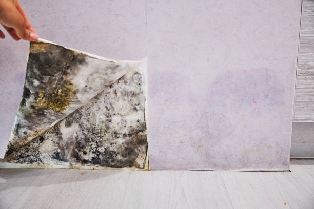 Best Mold Removal Process  in Pleasant Hill, MO